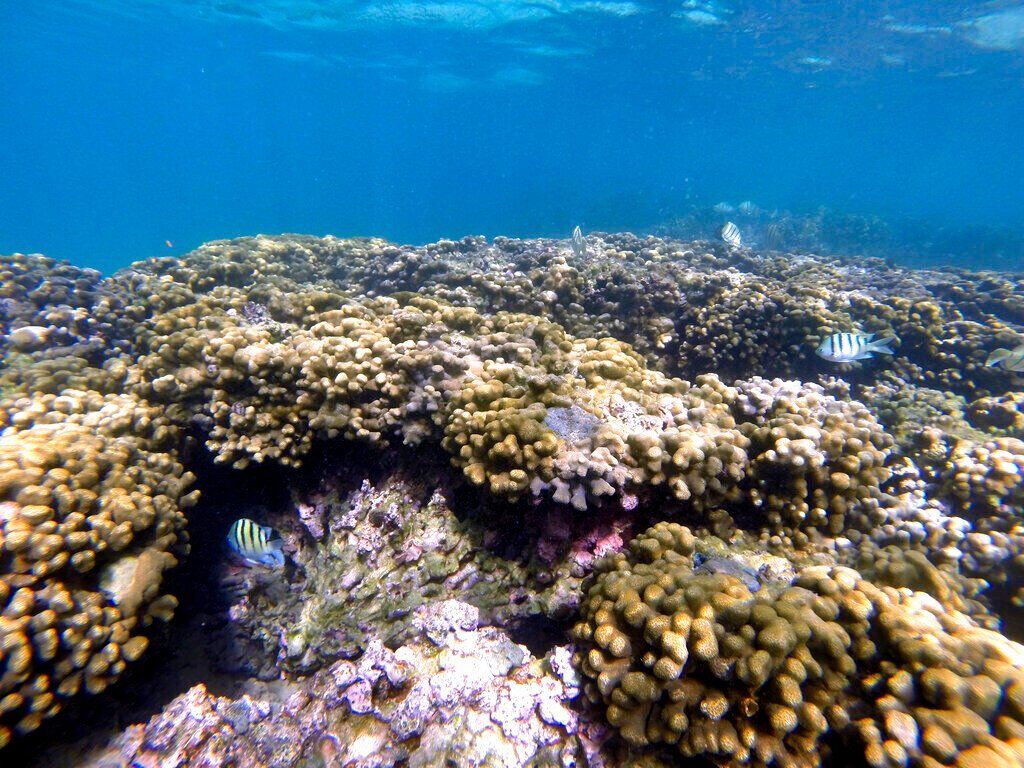 Climate-Super Coral Evolution